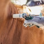 vacunacion-antiaftosa