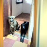 PERRO