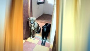 PERRO